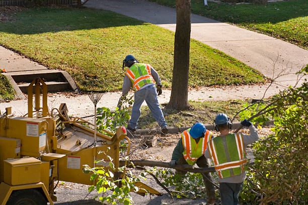 Best Leaf Removal  in Iota, LA